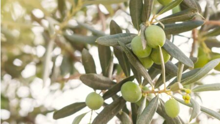 Türkiye’de Zeytin Yetiştiriciliği: Ege ve Akdeniz’de Zeytin Yetiştiriciliği